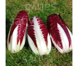 Roodlof Radicchio - Treviso 206 TT - BIO