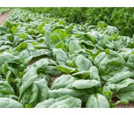 Spinazie - Gammason - BIODYNAMISCH