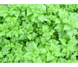 Nieuw-Zeelandse spinazie - BIO