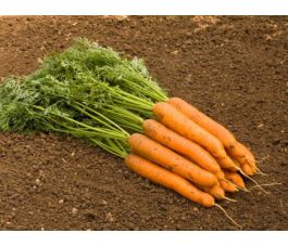 Wortel - Nantaise 2/Fynn - BIO