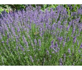Lavandula officinalis - Lavendel - BIODYNAMISCH
