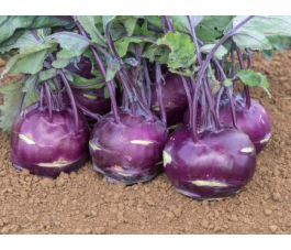 Koolrabi - Blaril - BIODYNAMISCH