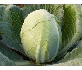 Witte kool - Dowinda - BIODYNAMISCH