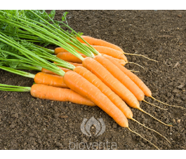 Wortel - Miranda - BIODYNAMISCH - 70% korting wegens verminderde kiemkracht