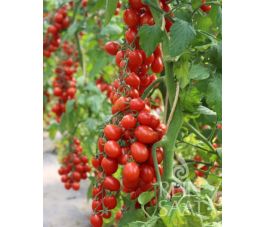 Kerstomaat - MiriMiri - BIODYNAMISCH