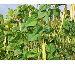 Staakboon/Stokslaboon - Golden Gate - BIO