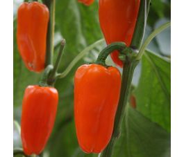 Snackpaprika - Flynn - BIO