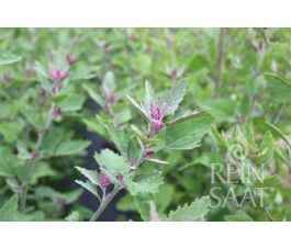 Boomspinazie - Chenopodium giganteum - BIODYNAMISCH