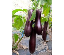 Aubergine - Violette Lunga 3 - BIO
