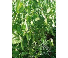 Doperwt - Douce Provence - BIO - 50% korting wegens verminderde kiemkracht