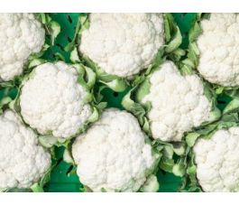 Bloemkool - Daniel - BIO