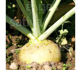 Koolraap - Wilhelmsburger - BIODYNAMISCH