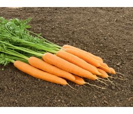 Wortel - Vitella - BIO