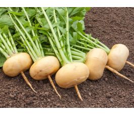 Meiraap - Petrowski - BIODYNAMISCH - 50% korting wegens verminderde kiemkracht