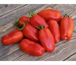 Roma-tomaat - San Marzano - BIODYNAMISCH