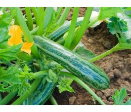 Courgette - Cocozelle von Tripolis - BIODYNAMISCH