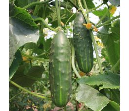 Komkommer - Marketmore - BIO