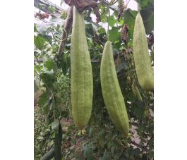 Sponskomkommer - Luffa Burete Verde - BIO