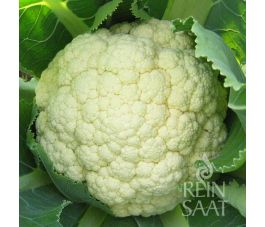 Bloemkool - Goodman - BIODYNAMISCH