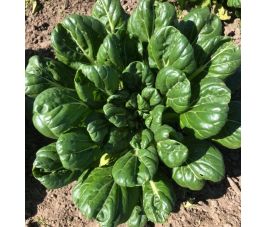 Tatsoi - Tah Tsai - BIO