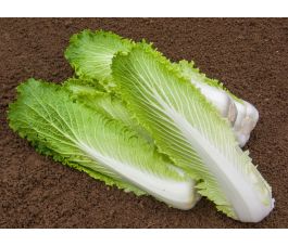 Chinese kool - Granat - BIODYNAMISCH