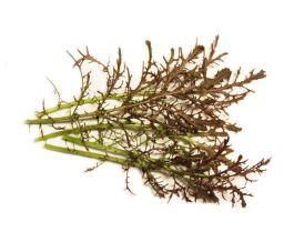 Bladmosterd - Rouge de Métis - BIO