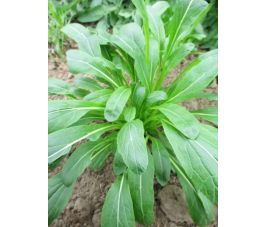 Bladmosterd - Mibuna - BIO