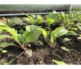 Bladmosterd - Pink Lettucy - BIO