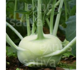 Koolrabi - Lanro - BIO