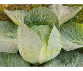 Witte kool - Marwei - BIODYNAMISCH