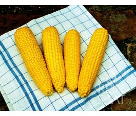 Suikermaïs - True Sweet Gold - BIO