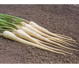 Pastinaak - White Gem - BIODYNAMISCH