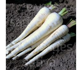 Pastinaak - Schleswiger Schnee - BIO