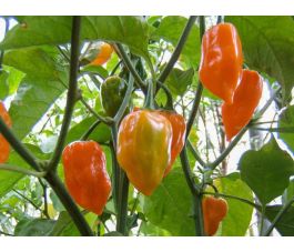 Chilipeper - Habanero Orange - BIODYNAMISCH