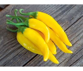 Chilipeper - Gelbes Rüsselchen - BIODYNAMISCH