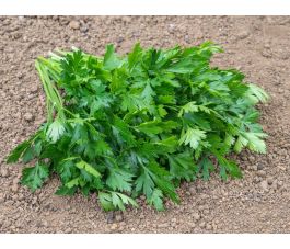 Peterselie - Gigante d'Italia - BIODYNAMISCH