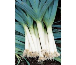 Prei - Blaugrüner Winter/Atlanta - BIO