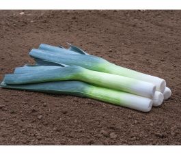 Herfstprei - Sevino - BIODYNAMISCH