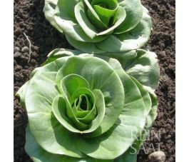 Groenlof - Grumolo verde - BIO