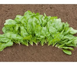 Spinazie - Butterflay - BIO