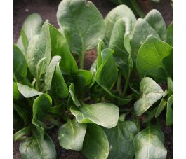 Spinazie - Winterreuzen - BIO