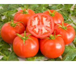 Tomaat - St.Pierre - BIODYNAMISCH