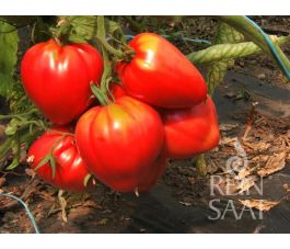 Vleestomaat - Ossenhart Coeur de Boeuf - BIODYNAMISCH