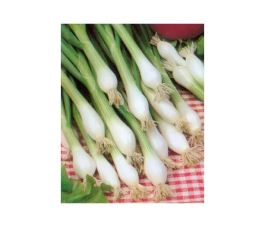 Bosui - Witte van Lissabon - BIO