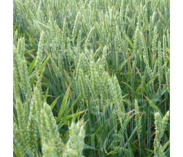 Wintertarwe 50g - BIO