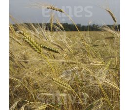 Zomergerst 250g - BIO