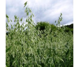 Zomerhaver 50g - BIO