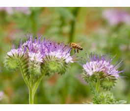 Phacelia - Phacelia tanacetifolia - BIO/BIODYNAMISCH