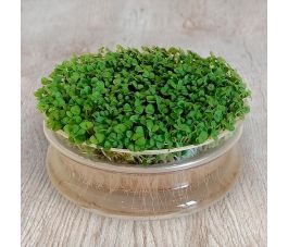 Basilicumkers - kiemgroente - 25 gram - BIO