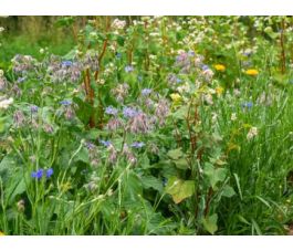 Nuttige insecten paradijs - 6 g - voor 4 m² - BIO